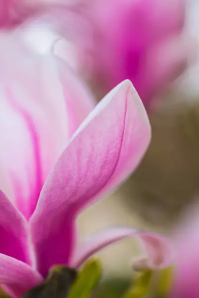 Pembe çiçeğe yaklaş.