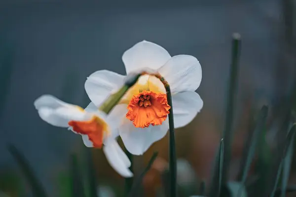 Güzel botanik fotoğrafı, doğal duvar kağıdı.