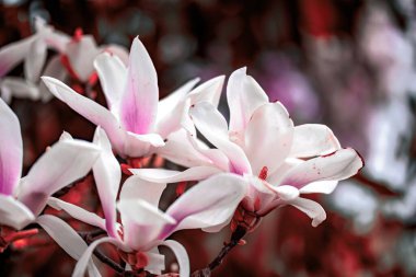 Bahçedeki pembe çiçekler