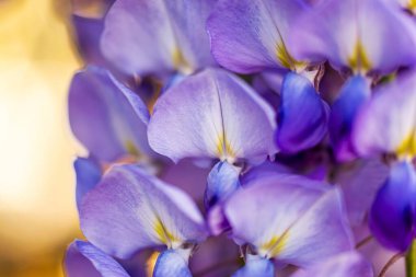 bahar çiçekleri, yakın - yakın, seçici odak