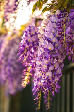 Daldaki güzel leylak çiçekleri