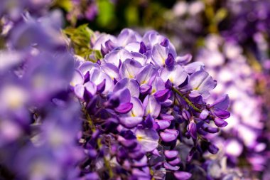 İlkbaharda mor ve beyaz çiçekler, güzel çiçekler, yakın çekim, makro