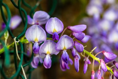 Bahçedeki güzel mor çiçeklerin yakın görüntüsü