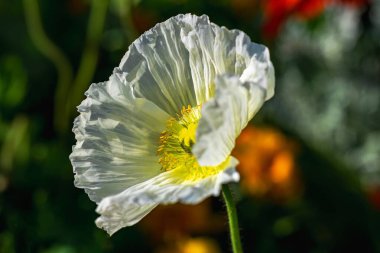 Bahçedeki güzel çiçekler