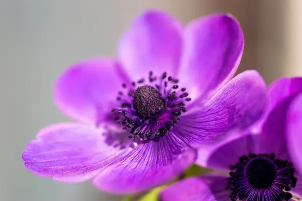Bahçedeki güzel mor çiçekler