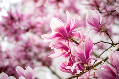 Bahçedeki manolya çiçekleri