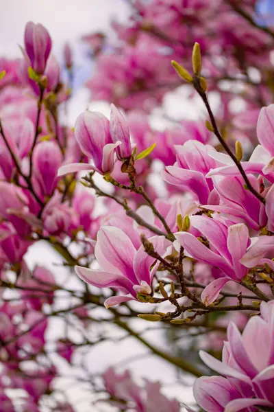 Bahçe içinde güzel pembe Manolya