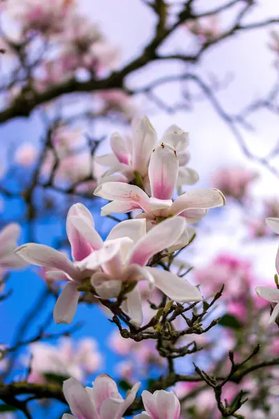 Bahçedeki bahar çiçekleri