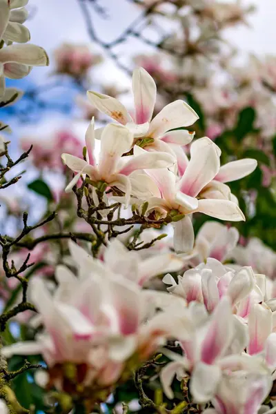 Dallarda manolya çiçekleri.