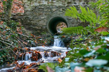 Ormanda güzel bir şelale