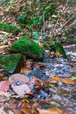 Ormandaki derenin güzel manzarası