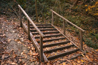 Ormanda ahşap merdivenler