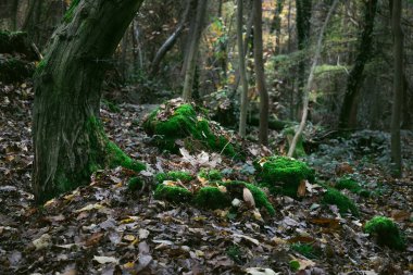 Ağaçlı güzel sonbahar ormanı
