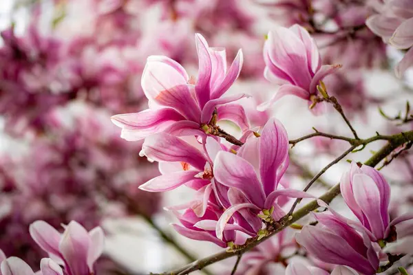 Baharda güzel manolya çiçekleri.