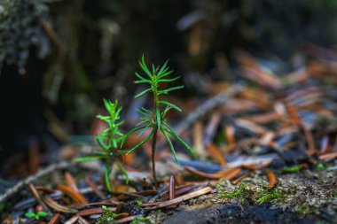 Ormanda güzel çiçekler