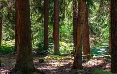 Arka planda ağaçlar olan güzel bir orman görüntüsü.