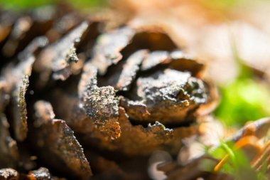 Tahta bir kütükte çam kozalakları