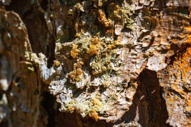 Ağaç kabuğu, doğa ve doku.