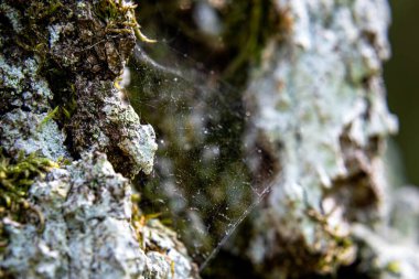 Ormandaki bir ağaç üzerinde örümcek ağı