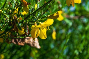 Ormanda sarı çiçek