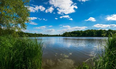 Yeşil çimenli göl, orman ve mavi gökyüzü