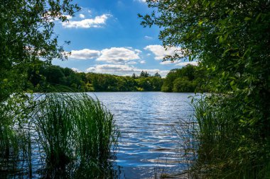 Güzel bir ağaç görüntüsü ve sakat gökyüzünün altında yeşilliklerle çevrili.
