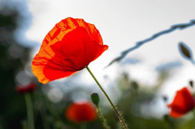 Bahçede kırmızı gelincik çiçekleri, yakın plan.