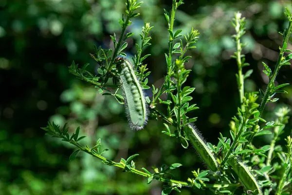 Yeşil bir İskoç süpürgesi tohumunun yakın plan çekimi.