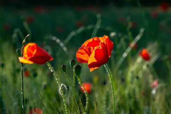 Kırmızı gelincik tarlası sabah.