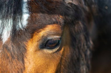 At kafasının yakınına, yakınına.