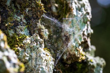 Ağaçtaki örümcek ağı