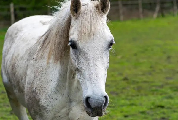 Beyaz bir ata yaklaş.