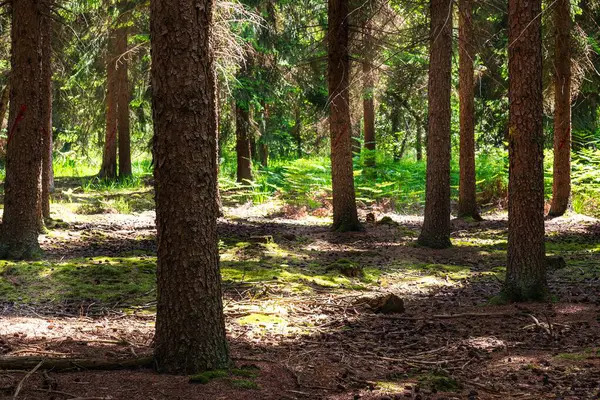 Sabah güzel bir orman