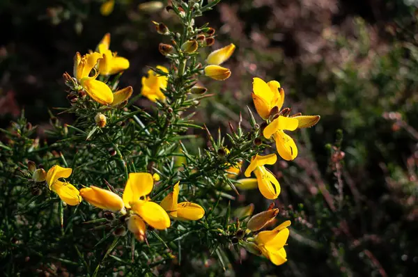 Britanya 'da sarı buğday çiçekleri