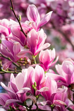 güzel pembe Manolya çiçek bahçede bir ağaç üzerinde