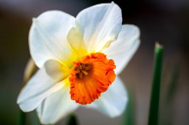 Bahçede güzel nergis, yakından.