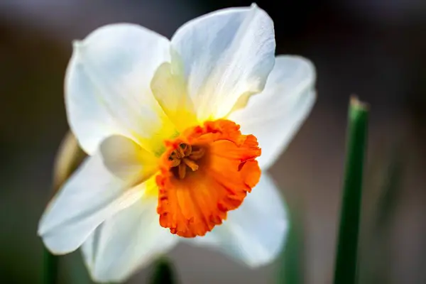 Bahçede güzel nergis, yakından.