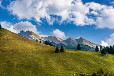 Yeşil çimenler ve mavi gökyüzü ile güzel bir yaz manzarası