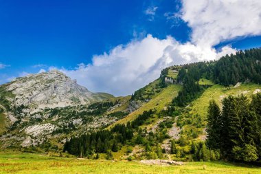 Arkasında beyaz bir dağ olan yeşil bir ormanın güzel bir görüntüsü.