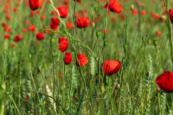 Fransız kırsalında yeşil buğday sapları arasında büyüyen canlı kırmızı gelincikler..