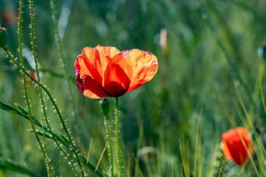 Kırmızı haşhaş yeşil alanda
