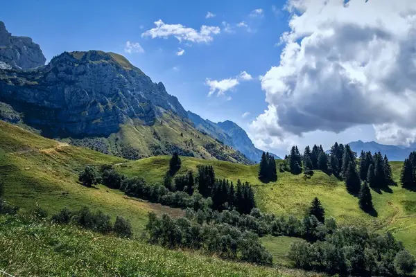 Dağlardaki yeşil bir ormanın görüntüsü