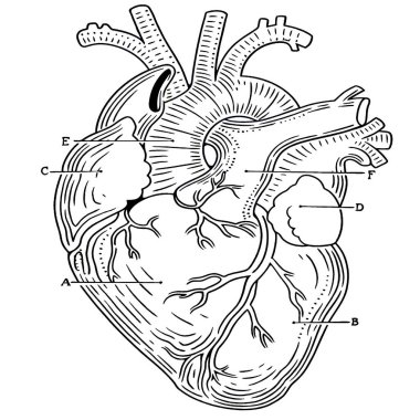 Antik tıbbi illüstrasyon yüksek çözünürlüklü: kalp