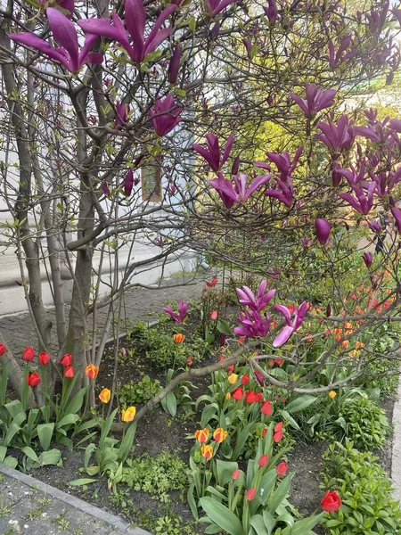 Bahçedeki güzel çiçekler