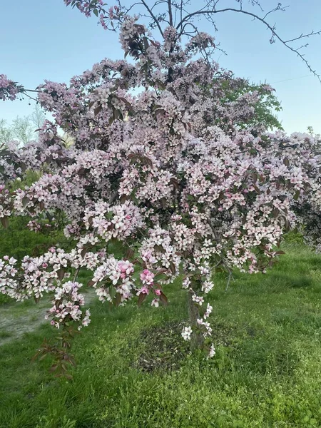 Bahçedeki güzel pembe çiçekler