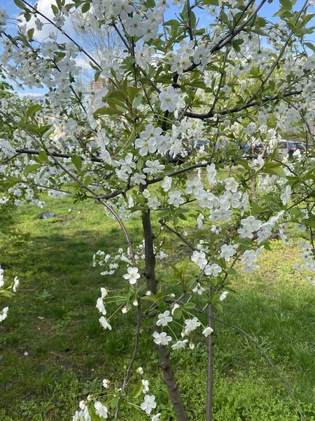 İlkbaharda kiraz çiçeği
