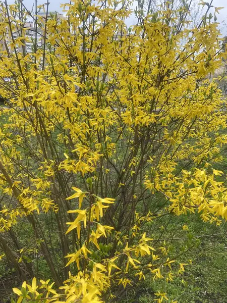 Güzel botanik fotoğrafı, doğal duvar kağıdı.