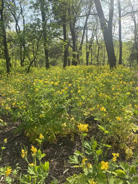 Ormanda sarı çiçekler