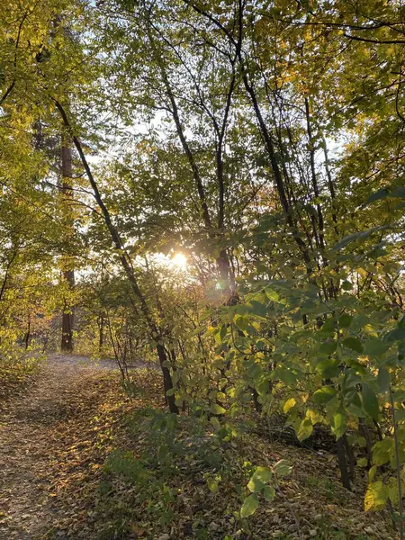 Ağaçların güzel manzaralı sonbahar manzarası