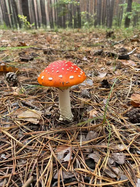 Ormanda kırmızı ve beyaz mantarlar